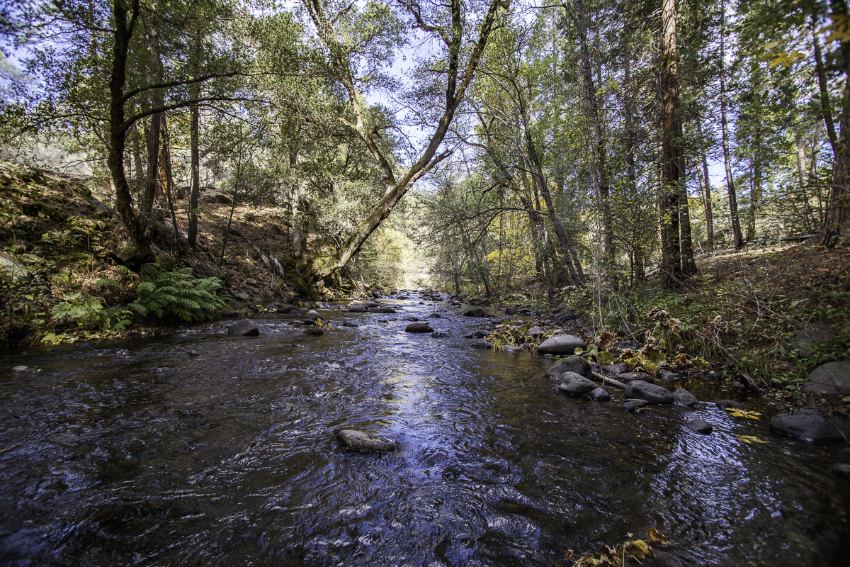 Conserved! Critical Piece of a California Salmon Stronghold Preserved ...