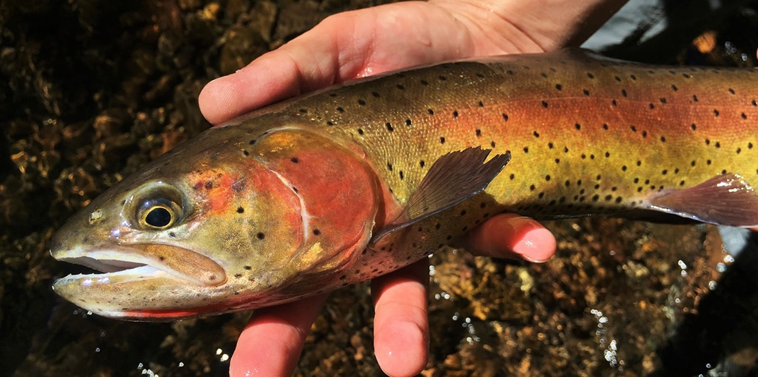 Reviving a Great Basin Lifeline for Lahontan Cutthroat Trout - Western Rivers Conservancy